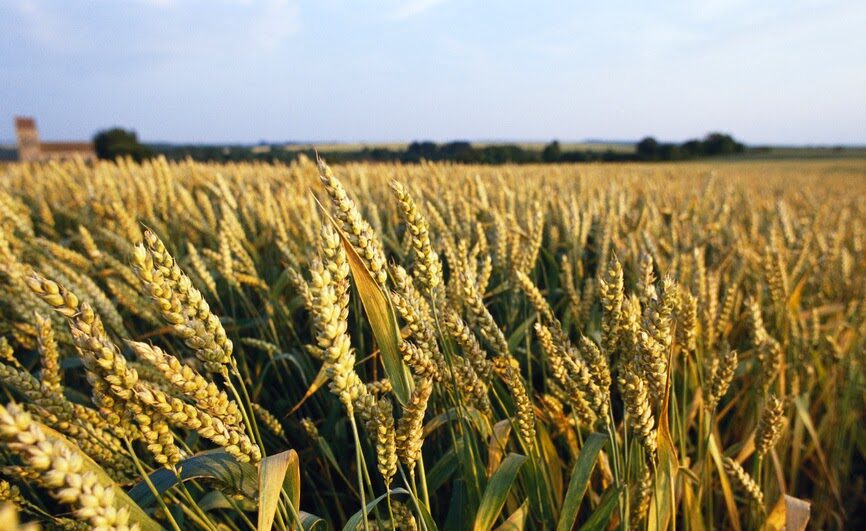 Un campo di grano jervicella nelle Marche
