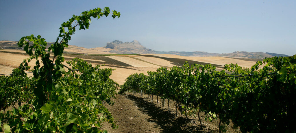 Collina siciliana con le vigne