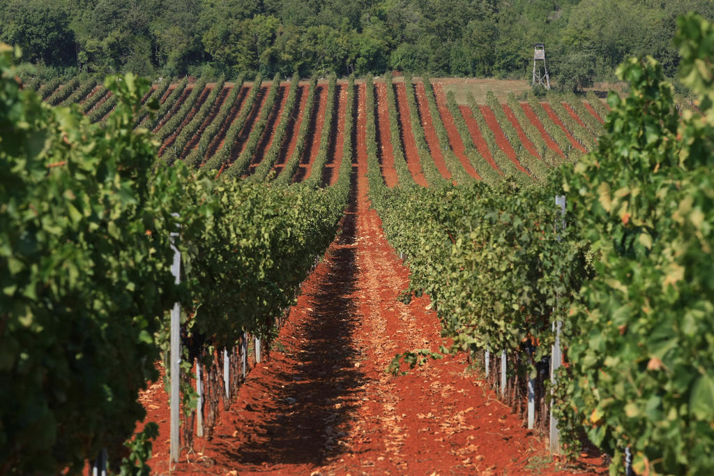 Wine Roads © Goran Sebelic