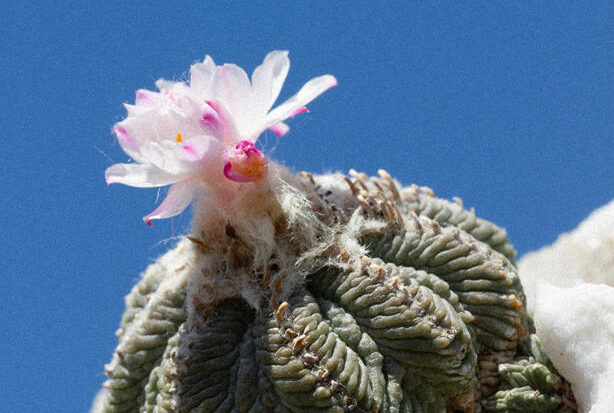 Aztekium ritteri Mondocactus Andrea Cattabriga nel mondo di Phantasos, Orticolario 2026