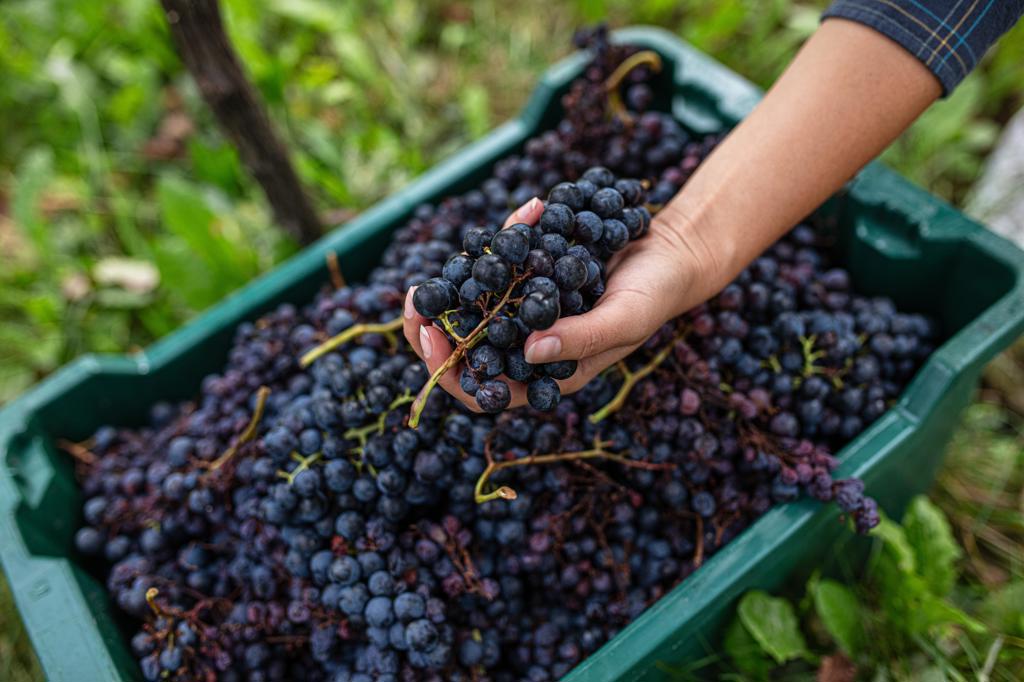Grape harvest, Varaždin_ph Maja Danica Pečanić_Credits CNTB